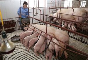 Phát triển đàn lợn nái, thúc đẩy tái đàn