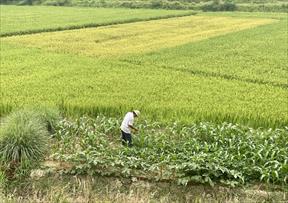 Thúc đẩy liên kết trong sản xuất và tiêu thụ sản phẩm nông nghiệp tại Quảng Nam
