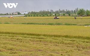 Xuất khẩu gạo của Việt Nam dự báo lập đỉnh 4,5 tỷ USD