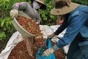 Càphê Việt Nam: Nâng cao chất lượng để gia tăng giá trị xuất khẩu