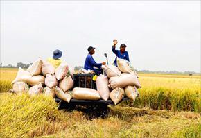 Giá lúa ổn định ở mức cao, nông dân bắt tay chuẩn bị vụ Đông Xuân