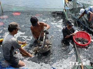 Thủy hải sản nuôi biển: Cần cân đối giữa sinh kế và bảo vệ môi trường