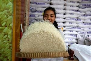 Campuchia có thể thiếu gạo để xuất khẩu trong quý I năm 2024