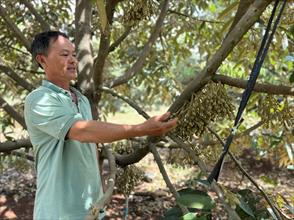 Đầu năm “xông đất” những triệu phú trồng sầu riêng ở Ia Kly