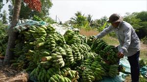 Kiên Giang: Giá chuối sụt giảm mạnh, người trồng chuối thất thu