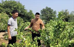 Kinh tế vườn, trang trại tại Đại Lộc khởi sắc