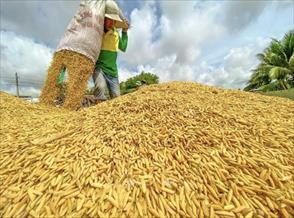 Thị trường gạo thế giới nhiều biến động, cơ hội nào cho gạo Việt Nam?