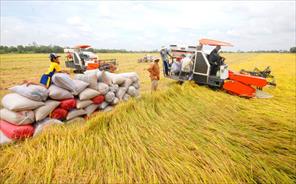 Gạo Việt ngày càng có giá trị cao và chiếm lĩnh các thị trường trọng điểm