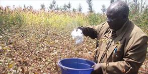 Tổng thống Kenya quyết định dỡ bỏ lệnh cấm đối với cây trồng BĐG
