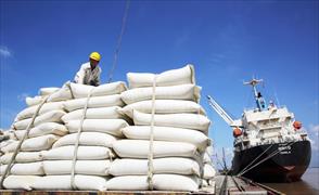 Sàn giao dịch lúa gạo: Cần thoát khỏi câu chuyện “tên gọi mới”