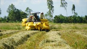 Đề án 1 triệu ha lúa chất lượng cao: Tạo sức mạnh tổng hợp để cùng thắng