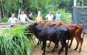 Cải tạo đàn bò theo hướng chuyên thịt ở Quảng Trị