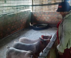 Quảng Trị đã khống chế dịch tả lợn châu Phi sau hơn 2 tháng lây lan