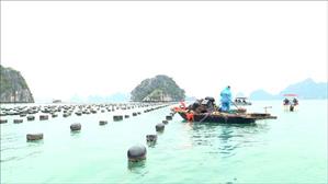 35/42 hộ nuôi thủy sản trái phép trên Vịnh Hạ Long hoàn thành việc di dời