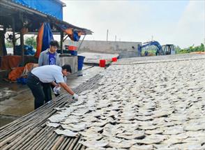Sử dụng kháng sinh cấm để sản xuất khô cá, một cơ sở bị xử phạt