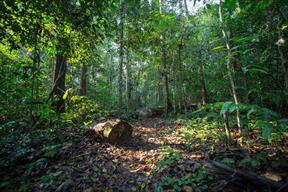 Bán tín chỉ carbon từ rừng, Việt Nam nhận 41 triệu USD