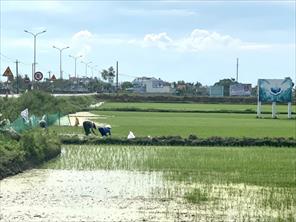 Thời tiết nắng nóng, Quảng Nam khuyến cáo nông dân chủ động phòng trừ sâu bệnh