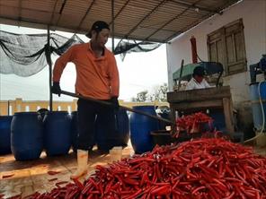 Được mùa, người dân Thừa Thiên - Huế sáng tạo cách tiêu thụ, chế biến ớt