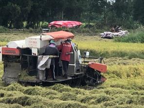 Giá thuê máy gặt lúa hè thu tăng cao, nông dân chịu lỗ