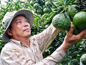 Để ngành hàng trái cây phát triển bền vững: Tạo vùng sản xuất lớn từ liên kết