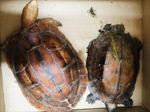 Quảng Trị khởi tố vụ mua bán 2 cá thể rùa quý hiếm