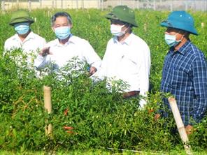 Cộng đồng dân cư giám sát truy xuất nguồn gốc sản xuất rau VietGAP ở xã Tượng Sơn