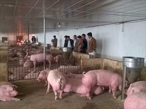 Giảm thiệt hại cho chăn nuôi lợn thời dịch chồng dịch: Liên kết theo nhóm