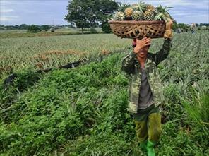 Thanh Hóa: Nắng cháy da, người nông dân vẫn thu hoạch dứa 