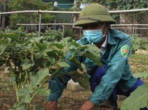 Vợ chồng lão nông Hà Tĩnh “hái ra tiền” nhờ đầu tư vườn mẫu trồng rau trái mùa