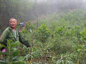 Độ che phủ rừng tỉnh Bắc Giang đạt 38%