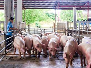 Giá lợn hơi giảm còn 68.000 – 70.000 đồng/kg
