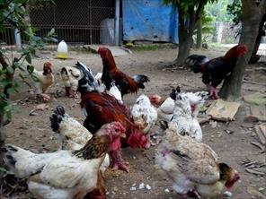Bảo tồn giống gà quý trong điều kiện giá thức ăn tăng cao, dịch bệnh diễn biến phức tạp