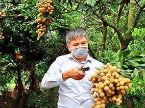Hội Làm vườn và Nuôi ong tỉnh Hưng Yên cùng hội viên vượt qua mùa nhãn khó khăn