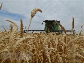 Nga vẫn có thể đạt kỷ lục trong vụ thu hoạch ngũ cốc năm 2022