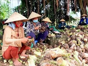 Trồng cây khoai môn chỉ tím đem lại thu nhập cho người dân