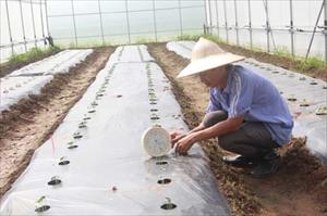 Tái cơ cấu nông nghiệp ở Hà Nam: Liên kết, ứng dụng công nghệ cao