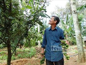 Quy hoạch trồng mắc ca ở Lâm Đồng: Những chuyển động mới