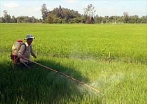 Nấm xanh giúp quản lý dịch hại trên lúa
