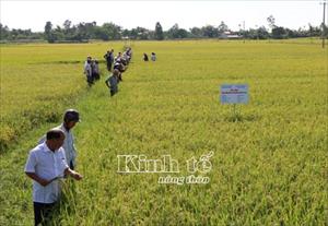 Mô hình cánh đồng lớn ở Quảng Ngãi: Hiệu quả cả kinh tế và xã hội