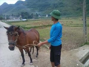 Hà Giang: Phát triển đàn ngựa theo hướng hàng hóa