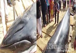 Phú Yên: Cá ông nặng 2 tấn chết, trôi dạt vào bờ