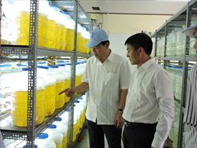 Tôm Việt hướng đến thị trường 7 tỷ người ăn