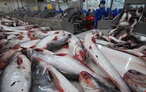 Mỹ thắt chặt nhập khẩu cá ba sa và cá tra Việt Nam