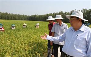 Thương nhân nước ngoài săn tìm gạo Việt