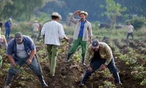 Ngành nông nghiệp Cuba thiệt hại nặng vì thảm họa khí hậu El Nino
