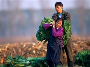 Tình hình an ninh lương thực của Trung Quốc ở mức báo động