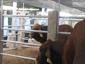 Hà Nội: Tiếp nhận đàn bò đực giống Brahman