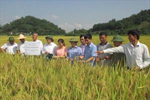 Thái Nguyên: Khuyến cáo đưa giống lúa Kinh sở ưu 1588 vào sản xuất