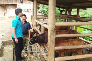 Dự án “ngân hàng bò” ở Mường Khương: Từ “cho không” đến gắn trách nhiệm