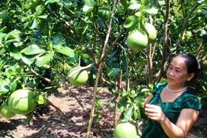 Châu Thành: Phát triển cây ăn trái theo hướng chuyên canh là định hướng lớn